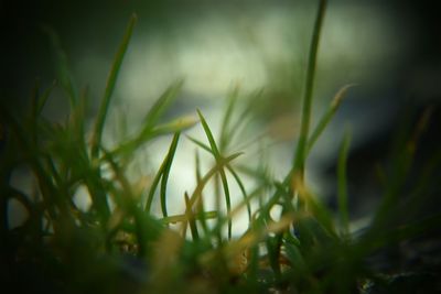 Close-up of plant