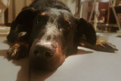 Close-up portrait of dog at home