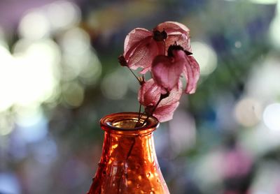 Close-up of pink flowers