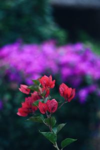 Close-up of pink flowers blooming outdoors