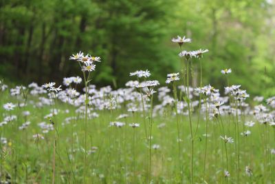 Close-up of white flowering plants on field