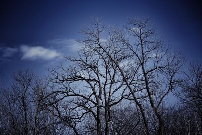 Low angle view of bare trees against blue sky