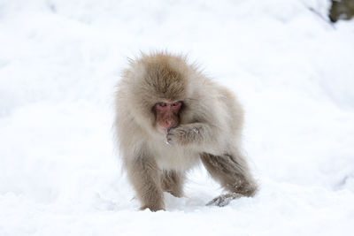 Monkey on snow covered field