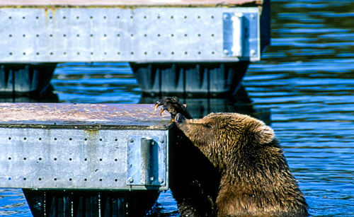 Close-up of brown bear in water