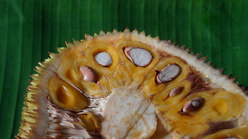 macro photography