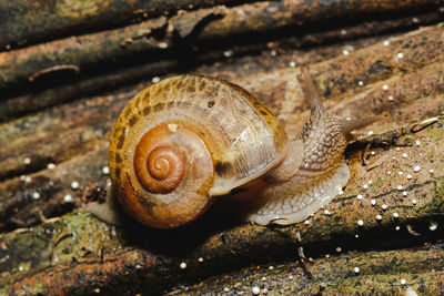 Close-up of snail on rock