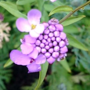 Close-up of purple flowers