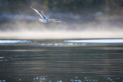 View of seagulls flying over sea