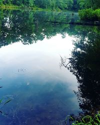 Reflection of trees in water