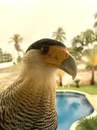 Close-up of a bird looking away