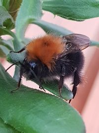 Close-up of bee on leaf