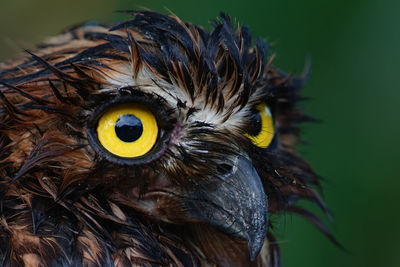 Close-up portrait of owl