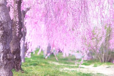 Pink cherry blossoms in spring