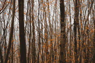 Bare trees in forest