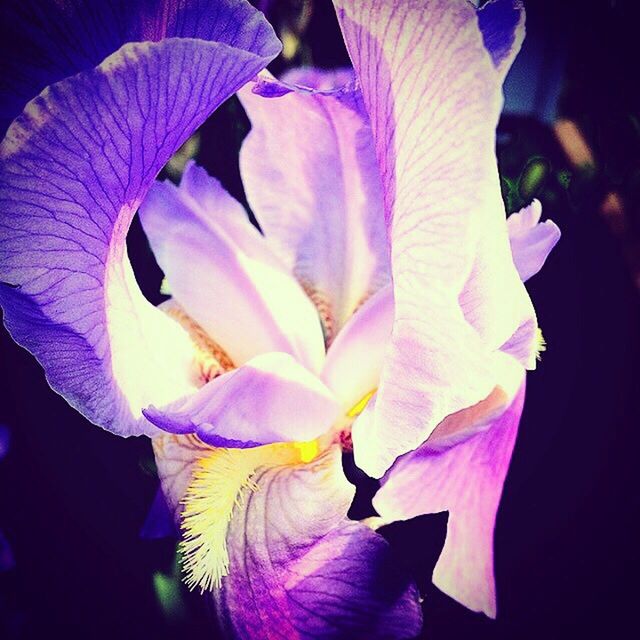 petal, flower, flower head, freshness, fragility, beauty in nature, close-up, single flower, growth, purple, nature, blooming, stamen, in bloom, plant, natural pattern, blossom, no people, pollen, focus on foreground