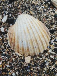 Close-up of seashell on rock