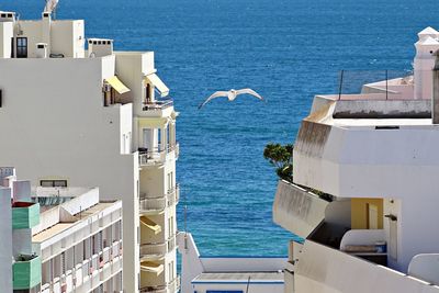 Seagull by sea against sky