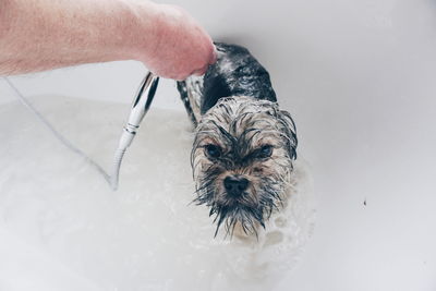 Close-up of hand holding dog