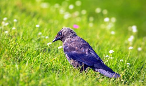 Sunny jackdaw in green grass in vladimir