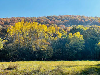 Yellow flowers growing on field during autumn