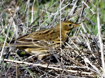 Close-up of bird