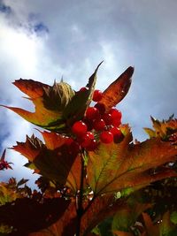 Low angle view of plant against sky