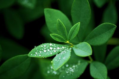 Close-up of wet plant leaves