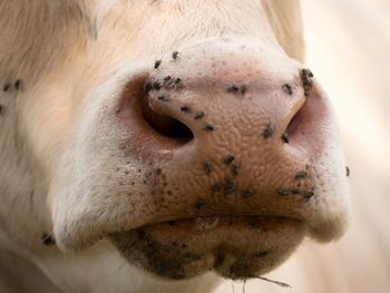 Detail of white cow muzzle. annoying flies sit or run on cow skin. white cow grazing in hot suny day