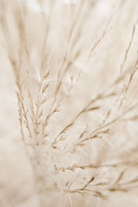 Close-up of wheat field