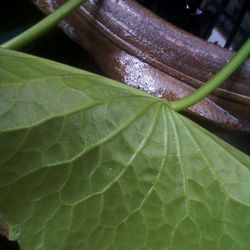 Close-up of raindrops on leaves