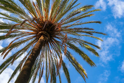 Low angle view of palm tree against sky