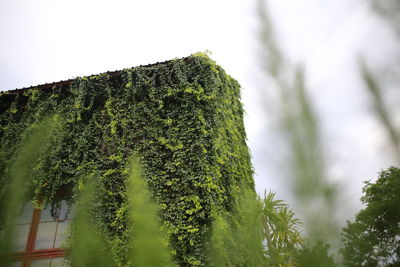 Low angle view of ivy growing on tree against sky
