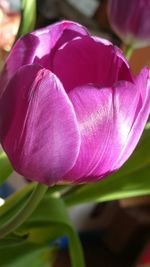 Close-up of pink flower