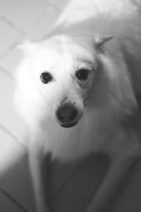 Close-up portrait of dog