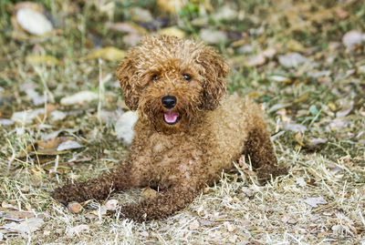 Portrait of a dog on field