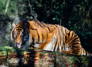 Tiger on branch in forest