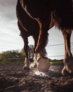 View of horse on field