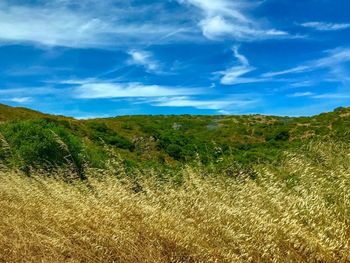 Scenic view of field against sky
