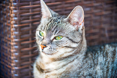 Portrait of a european shorthair cat