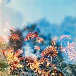 Close-up of flowering plants by water