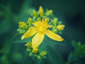 Close-up of yellow flowering plant