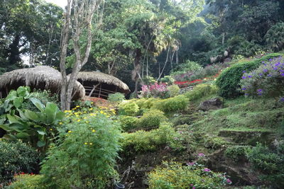 View of flowering plants in forest