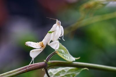 Close-up of white rose on plant