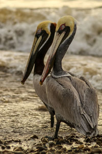 Close-up of a bird