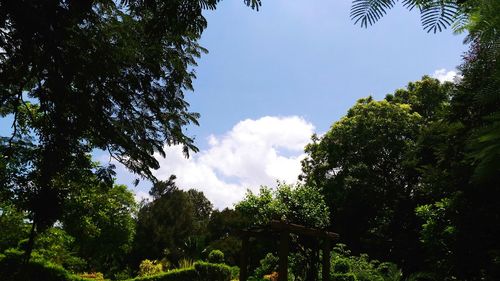 Low angle view of trees against blue sky