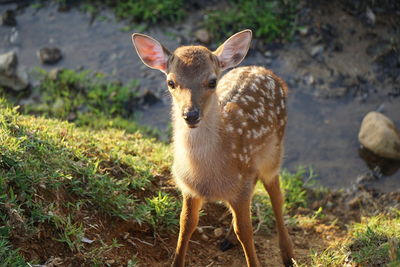 Deer standing on field