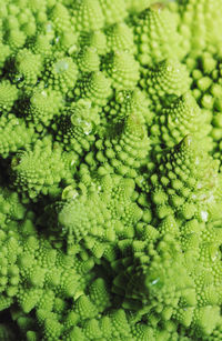 Full frame shot of green leaves