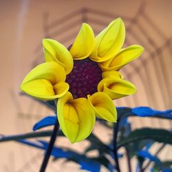 Close-up of yellow flowering plant