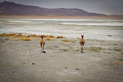 Rear view of animals standing on shore by mountain