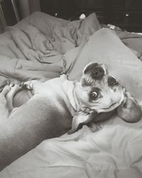 Portrait of dog relaxing on sofa at home